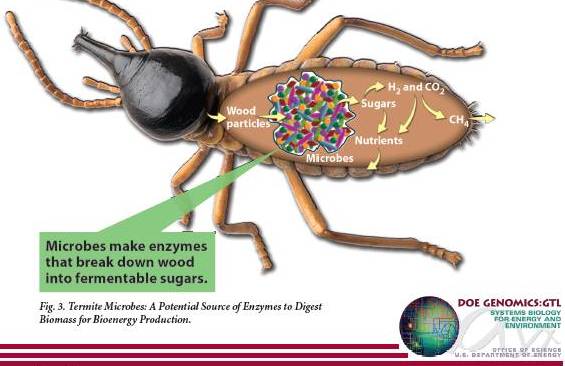 Termite Gut Microbial Bioreactors