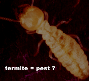 when termites become pests